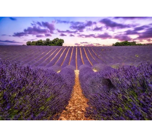 17/7 Festival Campos de Lavanda Brihuega / Guadalajara / Alcalá de Henares / Ávila